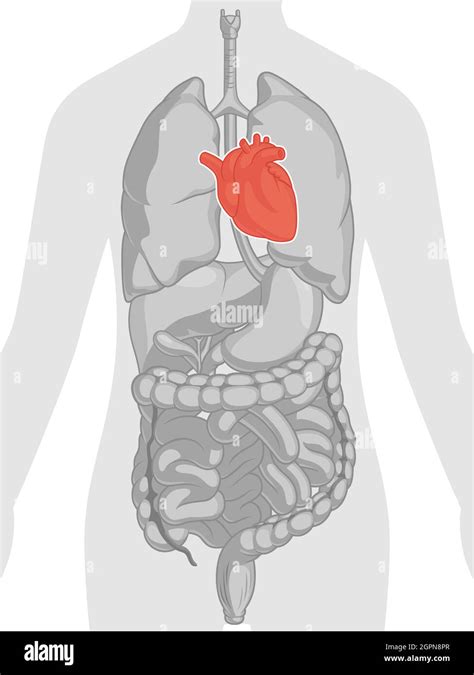 Heart Organ Cardiovascular System Body Part Anatomy Cartoon Drawing ...