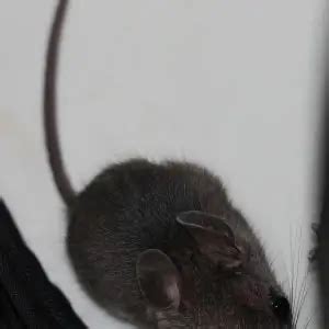 White-Footed Mouse - Facts, Diet, Habitat & Pictures on Animalia.bio