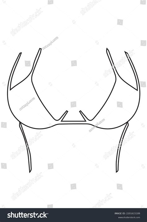 Womens Lingering Bra Bikini Underwear Innerwear Stock Vector Royalty Free