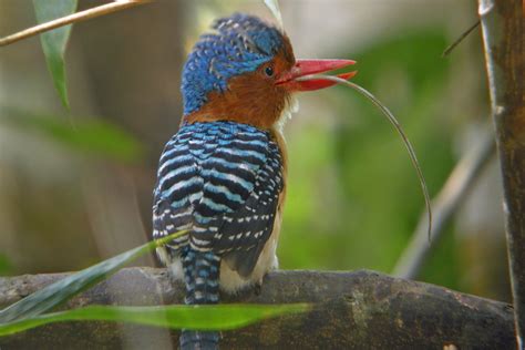 Птицы тайланда - 64 фото