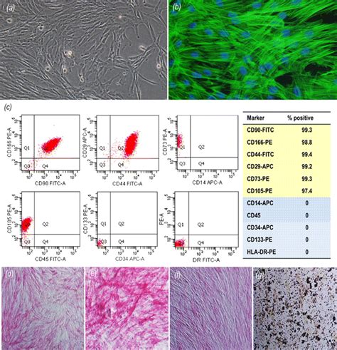 A Inverted Phase Contrast Image Of Human Dental Pulp Stem Cells