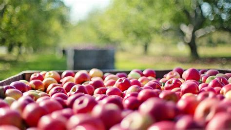 Estas son las calorías que tiene una manzana la mejor aliada de