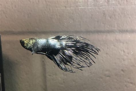 Betta Fish Velvet Disease Symptoms Treatment And Prevention