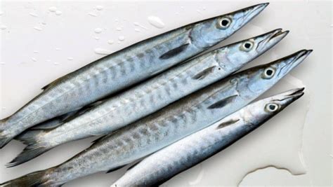 Barracuda Fish In Tamil Hot Sale Head Hesge Ch