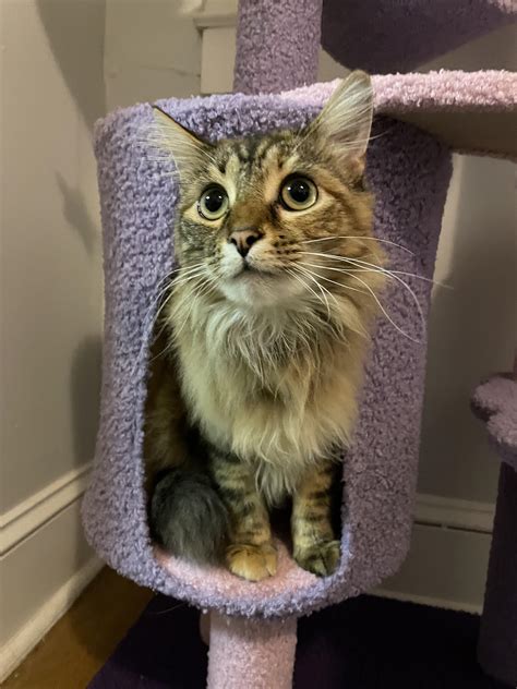 985 Best Tortellini Images On Pholder Food Torties And Food Porn