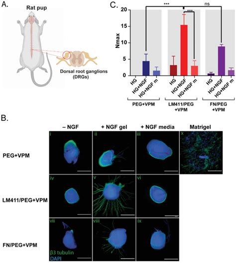 Lmpeg Enhances Neurite Growth In 3d A Schematic Drawing Of Drgs