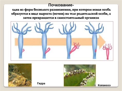 Бесполое размножение - презентация онлайн