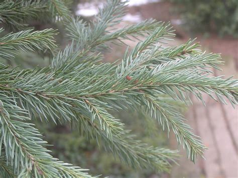 Ель сибирская (Picea abies v. obovata)
