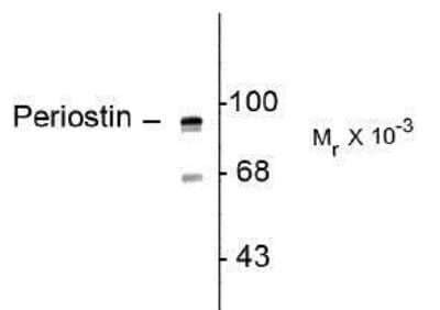 Periostin OSF 2 Antibody C Terminus Azide And BSA Free NBP1 30042