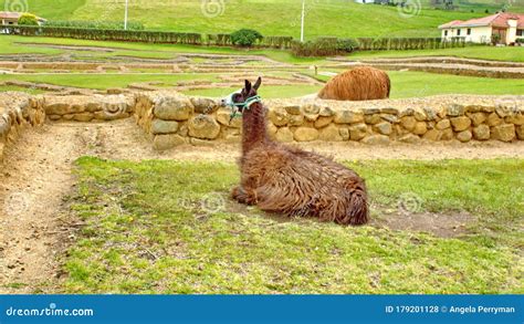 Llama Lying Down At Ingapirca Stock Photo Image Of Stone Wall 179201128