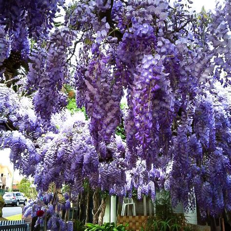 Blue Moon Wisteria For Sale The Tree Center™