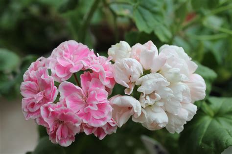 Пеларгония юв турмалин (137 фото)