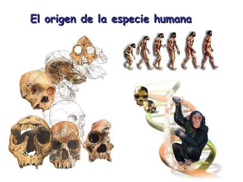 Evolución De Los Primates Y Hominidos