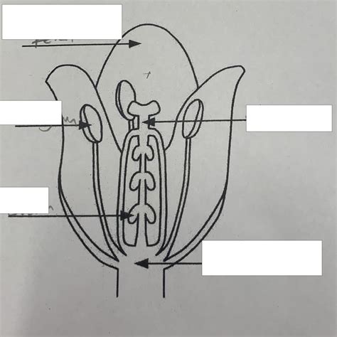 Monocot Flower Diagram Quizlet