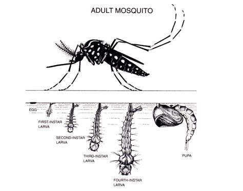 education south salt lake valley mosquito abatement district