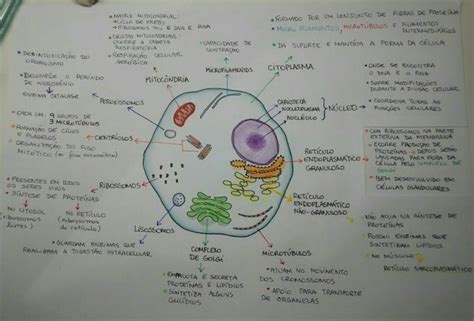 Mapa Mental Células Eucariontes - BRAINCP