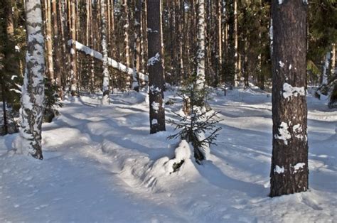 Tree Trunks Under Snow In Winter Forest Stock Photo Viknik