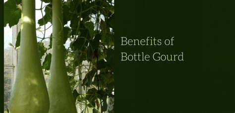 6 Reasons to Include Bottle Gourd in Your Diet – Ayurvedum