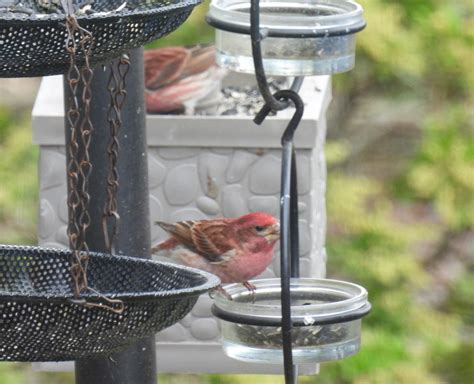 Male Purple finches? : r/whatsthisbird