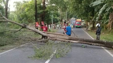 Analisis BMKG Soal Angin Kencang Di Majalengka Yang Bikin Pohon Tumbang