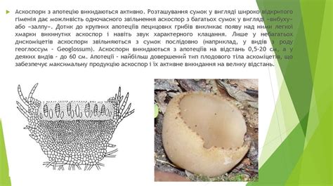 лаб роб 4 - презентация онлайн