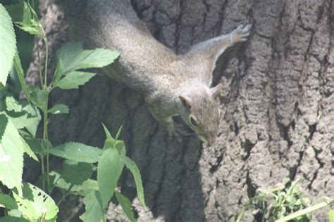 NWI Dunes: Wildlife at the Indiana Dunes State Park Nature Center, and ...