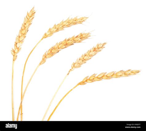 Golden Wheat Ears Cut Out Stock Images Pictures Alamy