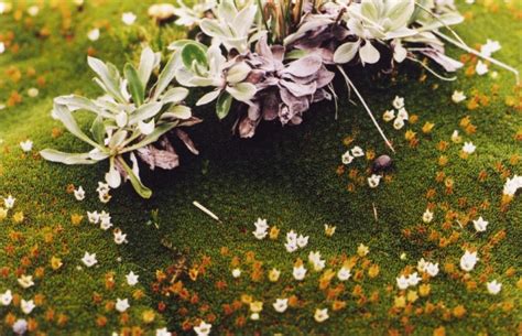 Cushion Plants and Species Richness – awkward botany