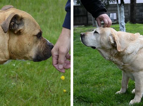 Cosa Fare Quando Un Cane Ringhia Al Padrone Istruzioni