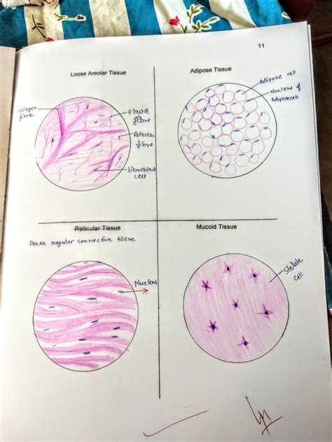 Aerolar Connective Tissue Diagram S Educators Science I C