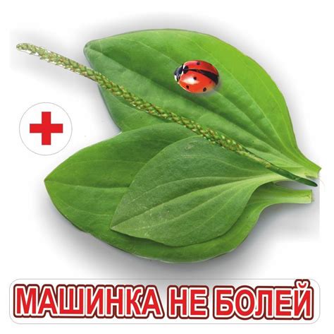 Подорожник наклейка (45 фото)