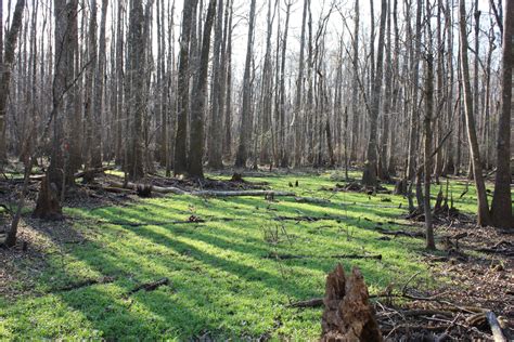 517 Acres On Lake Miccosukee Sold