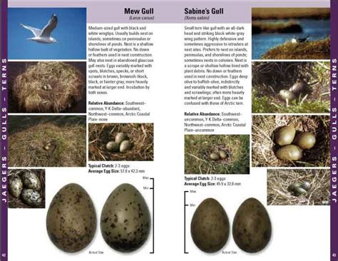 field guide  bird nests  eggs  alaskas coastal tundra