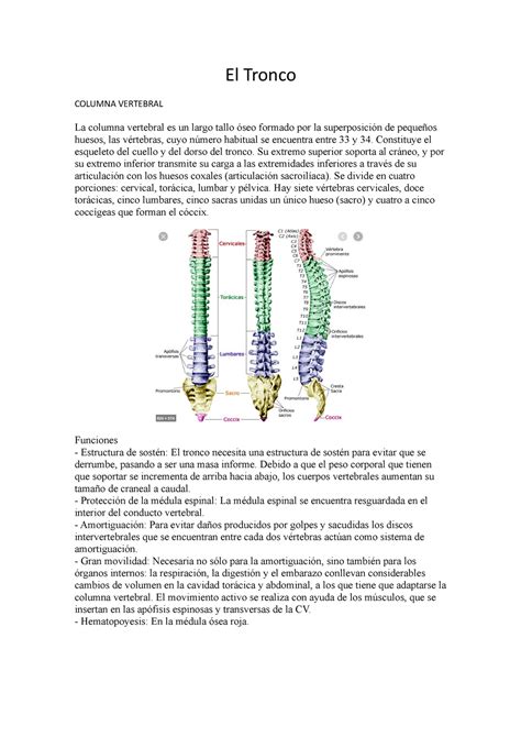 El Tronco El Tronco Columna Vertebral La Columna Vertebral Es Un