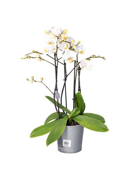 Orkidé Phalaenopsis hybrid Ø17 cm potte Plantorama