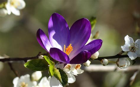 Purple And White Petal Flower Flowers Purple Macro Plants HD