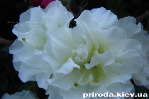 Азалия японская Шнеперле Купить Киев цена фото описание Азалии японской ...