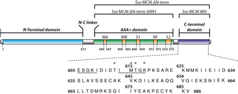 Sso Mcm Domain Organization And Amino Acid Sequence Of The C Terminal