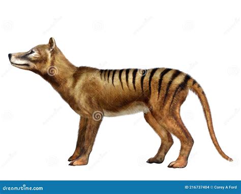 Thylacine Marsupial On White Stock Photo 136554216