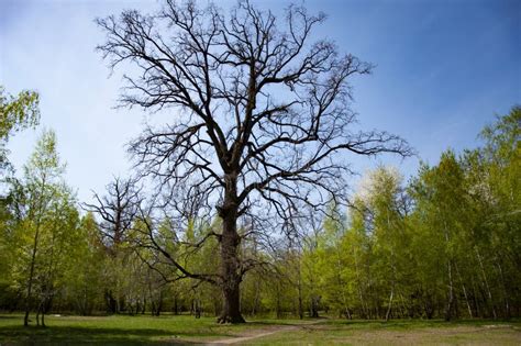 Nature Landscape Landscape With Forest In Spring Hiking Trail Naked