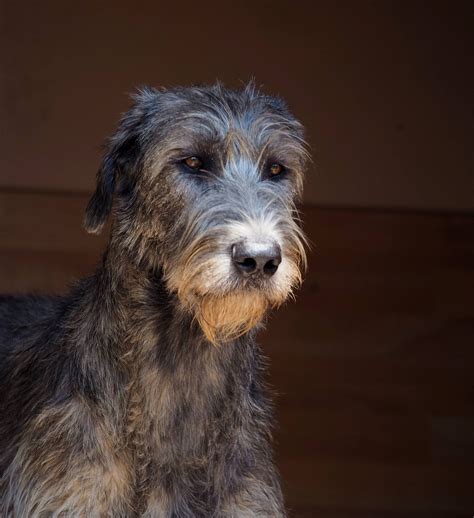 Irish Wolfhound Terrier Mix