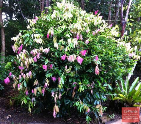 Сизигиум (Syzygium) — описание, выращивание, фото | на LePlants.ru