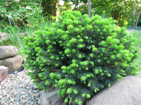 Ель Сербская Оморика в ландшафтном дизайне (76 фото) - 76 фото