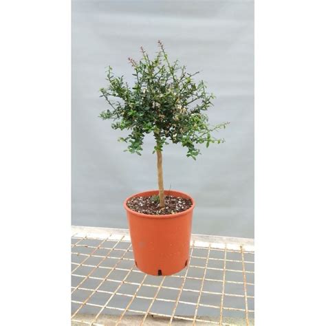 Цитрусовое дерево Лайм