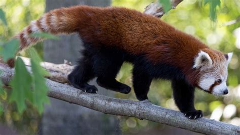 Endangered red panda dies suddenly at Greater Vancouver Zoo | CTV Vancouver News