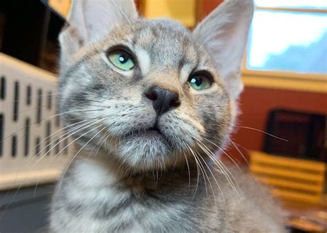 Maine Coon Kittens For Sale In Grand Rapids Michigan