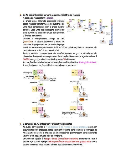 SOLUTION Apontamentos metabolismo lípidos Studypool