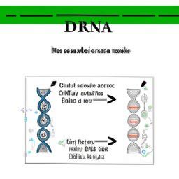 Biologie Mol Culaire Adn Et Arn Transcription De L Adn En Arn