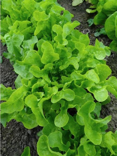 Laitue Feuille De Ch Ne Blonde A Graine Noire Lactuca Sativa Le Jardin Du Pic Vert