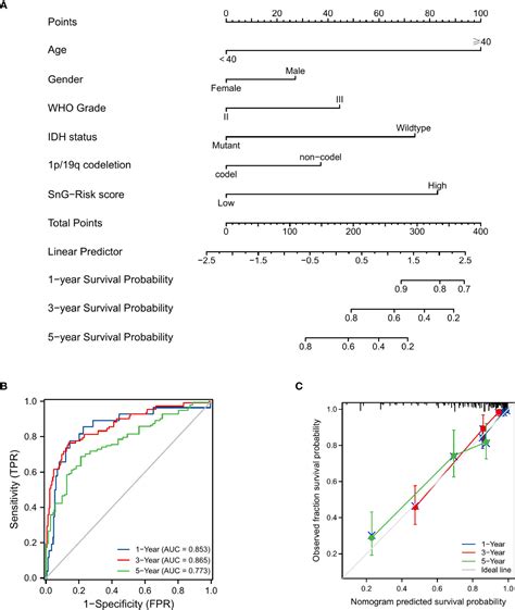 Frontiers Establishment And Validation Of A Novel Prognostic Model